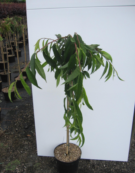 Hochstamm Zierpfirsich Melred Weeping CAC 3